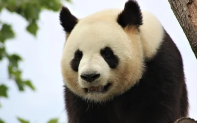 Organiser un séjour de 3 jours autour du ZooParc de Beauval